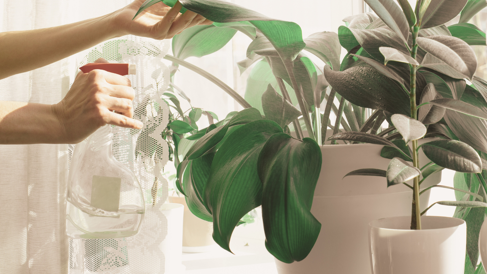 piante indoor